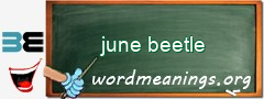 WordMeaning blackboard for june beetle
